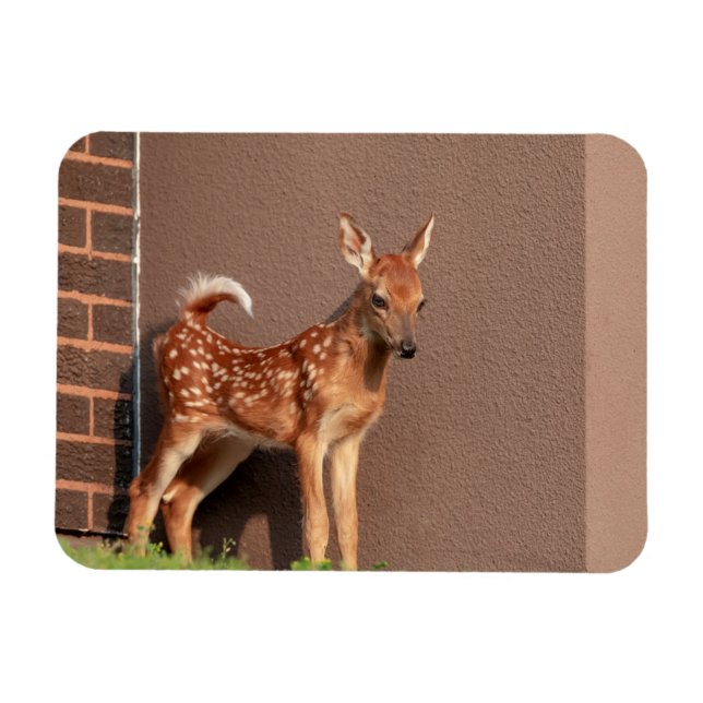 Magnet Flexible Portrait d'un faon (cerf de Virginie) (Horizontal)