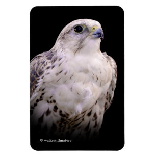 Magnet Flexible Portrait signé d'un faucon de Saker curieux