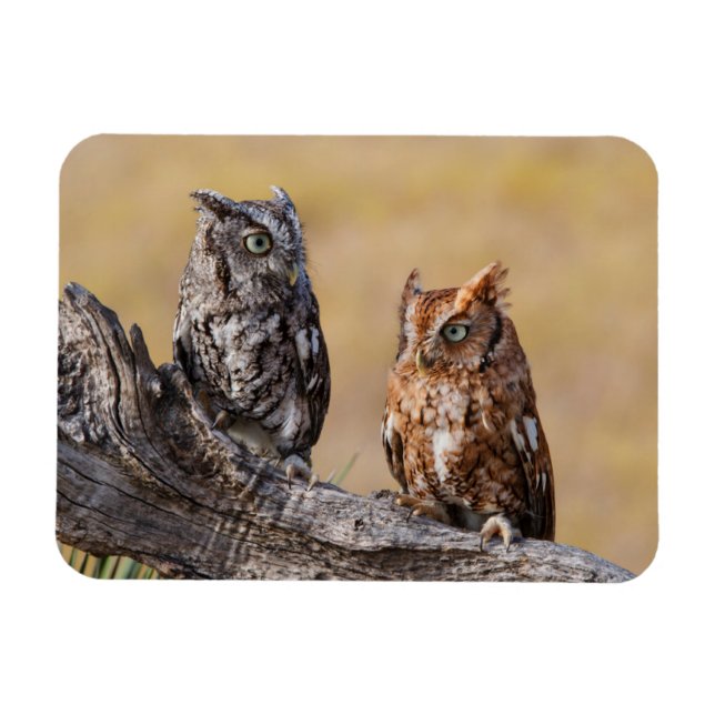 Magnet Flexible Pose de l'arbre à vis de l'est (Horizontal)