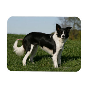 Magnet Flexible Position de border collie