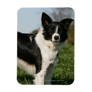 Magnet Flexible Position de border collie