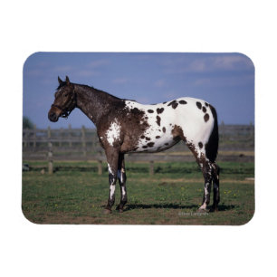 Magnet Flexible Position de cheval d'Appaloosa
