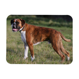 Magnet Flexible Position de chien de boxeur