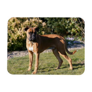Magnet Flexible Position de chien de boxeur de faon