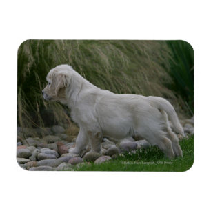Magnet Flexible Position de chiot de golden retriever