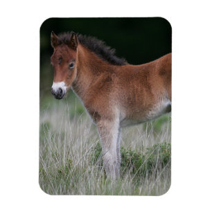 Magnet Flexible Position de poulain