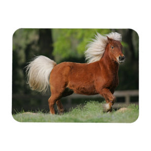 Magnet Flexible Position miniature de cheval