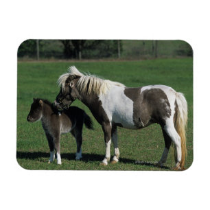 Magnet Flexible Position miniature de jument et de poulain