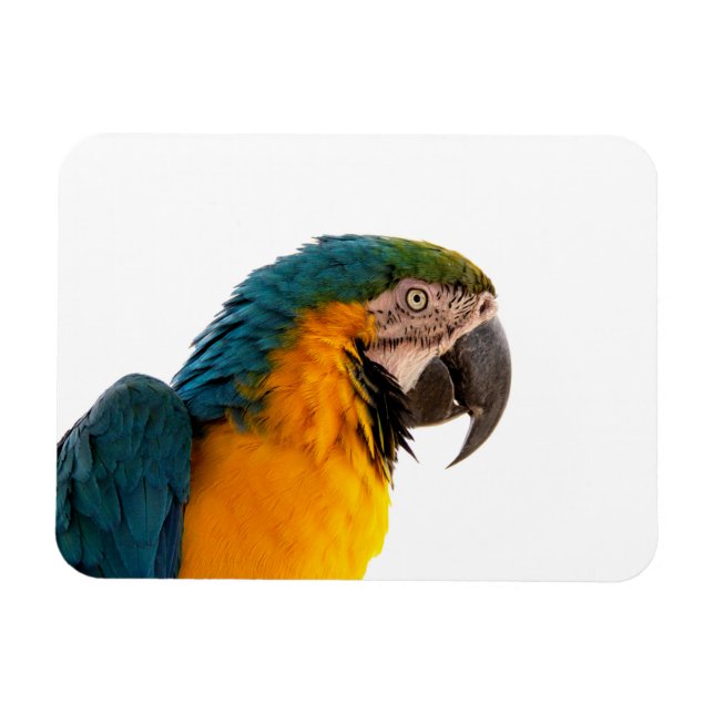 Magnet Flexible Post-it Notes perroquet (Horizontal)