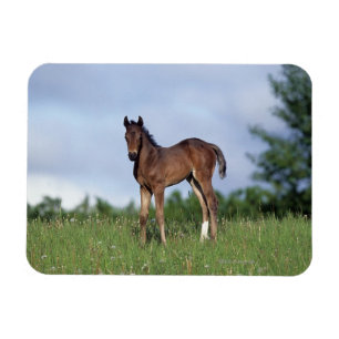 Magnet Flexible Poulain de pur sang se tenant dans l'herbe