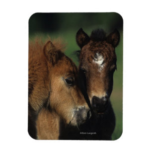 Magnet Flexible Poulains 2 de miniature