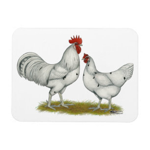 Magnet Flexible Poulets blancs Austra