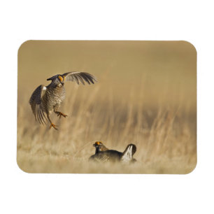 Magnet Flexible Poulets de prairie mâles à poitrine dans le comté 