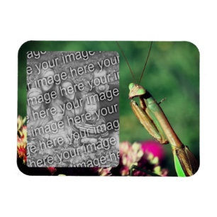 Magnet Flexible Prêter Cadre Mantis Créer Votre Propre Photo