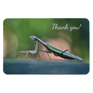 Magnet Flexible Prier Mantis Merci