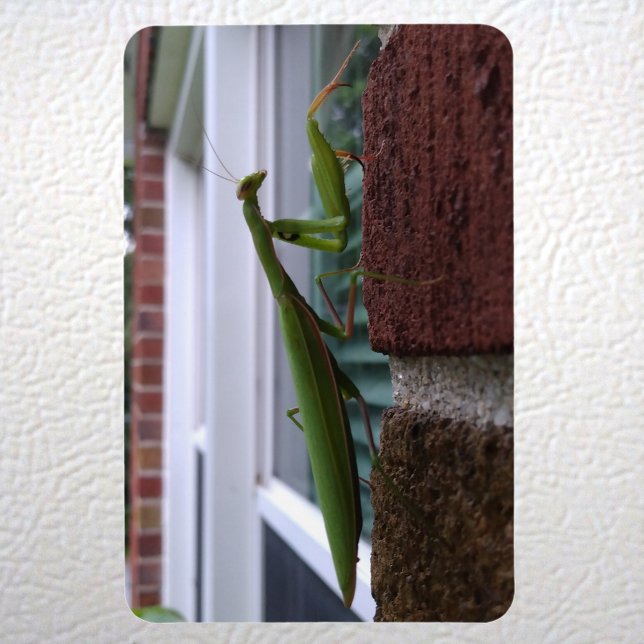 Magnet Flexible Priez Mantis sur mur de briques (Praying Mantis on Brick Wall Magnet on Fridge)
