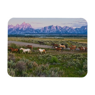 Magnet Flexible Promenade de chevaux