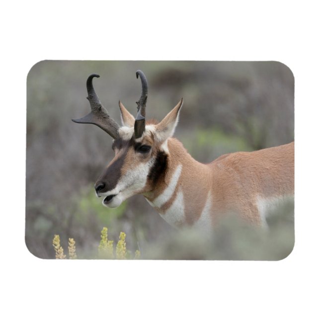Magnet Flexible Pronghorn Antelope Buck | Grand Tétons (Horizontal)