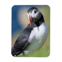 Puffin Atlantique (Fratercula Arctica) Sur La Fala