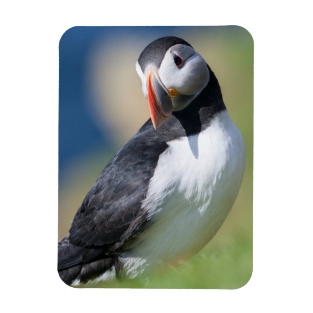 Magnet Flexible Puffin Atlantique (Fratercula Arctica) Sur La Fala (Vertical)