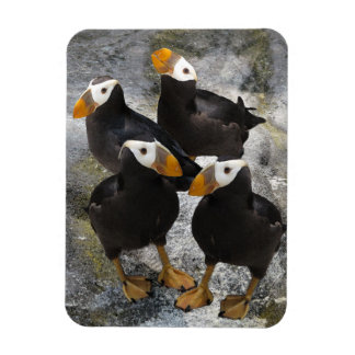 Magnet Flexible Puffins...