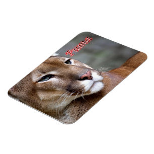 Magnet Flexible Puma argentine -
