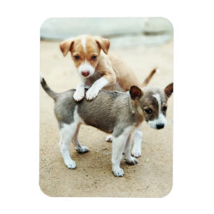 Magnet Flexible Puppies mignonnes jouer sur la plage