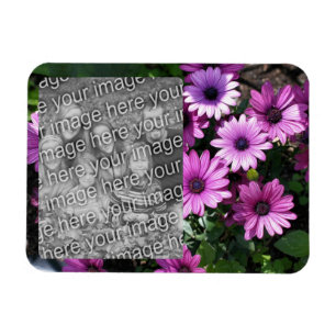 Magnet Flexible Purple African Daisy Flowame Frame Ajouter Votre P