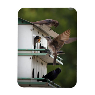 Magnet Flexible Purple Martin Mates