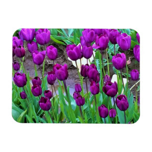 Magnet Flexible Purple Tulips