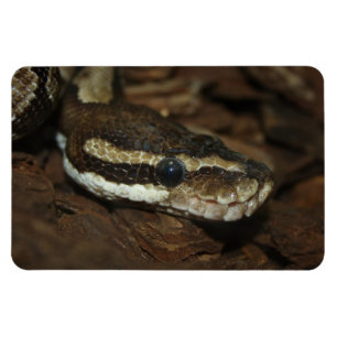 Magnet Flexible Python de tapis