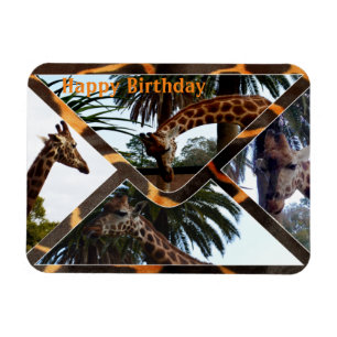Magnet Flexible Quatre Giraffes Sur Une Enveloppe De Giraffe, Aima