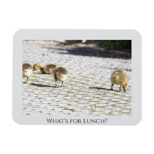 Magnet Flexible Qu'est-ce que l'aimant du déjeuner