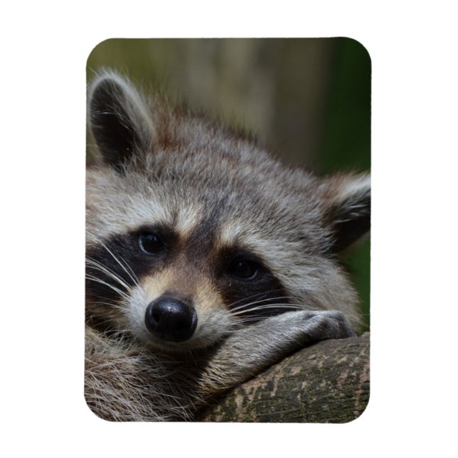 Magnet Flexible Raccoon (Vertical)