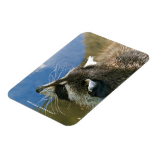 Magnet Flexible Raccoon
