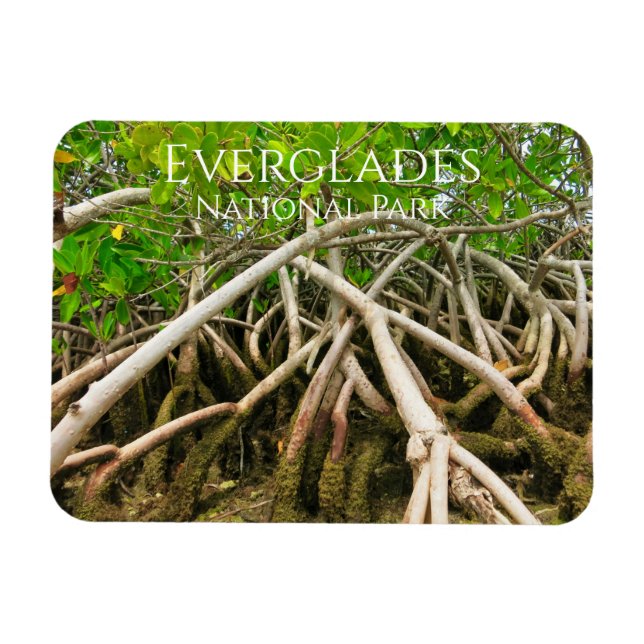 Magnet Flexible Racines de la mangrove, marais, Everglades (Horizontal)