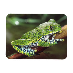 Magnet Flexible Rainette à gros yeux, Leptopelis vermiculatus,