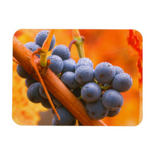 Magnet Flexible Raisin Ripe En Vignoble