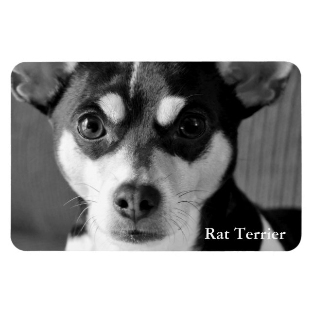 Magnet Flexible Rat Terrier, noir et blanc, (Horizontal)