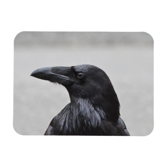 Magnet Flexible Raven le Magnifique ! (Horizontal)
