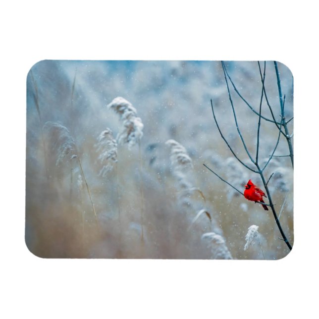 Magnet Flexible Red Cardinal dans Winter Nature Photo de Christmas (Horizontal)