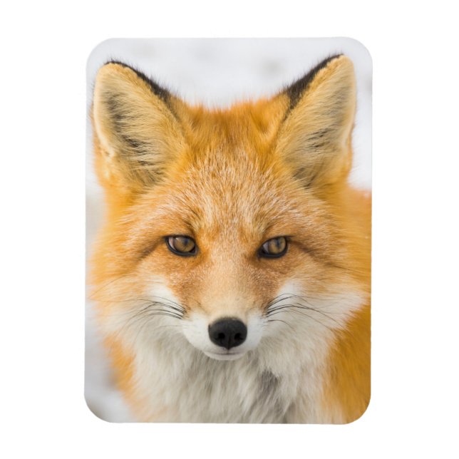 Magnet Flexible Red Fox Portrait (Vertical)