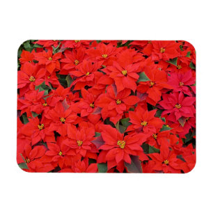 Magnet Flexible Red Poinsettias I Christmas Holiday Floral Photo