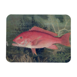 Magnet Flexible Red Snapper, de 'Game Fishes of the United State