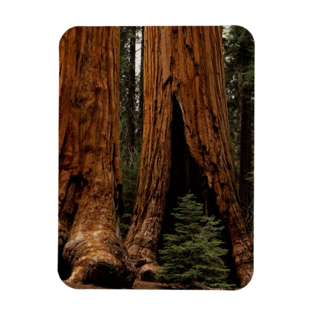 Magnet Flexible Redwood Trees, Sequoia National Park. (Vertical)