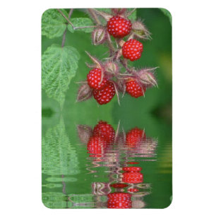 Magnet Flexible Réflexions de framboise