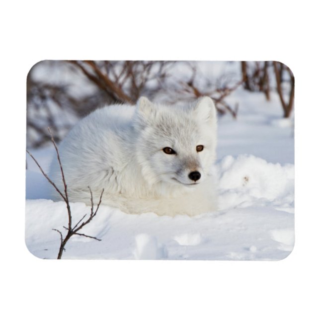 Magnet Flexible Renard arctique en hiver (Horizontal)