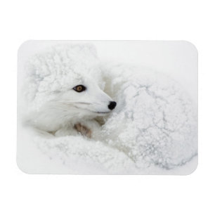Magnet Flexible Renard arctique recouvert en hiver