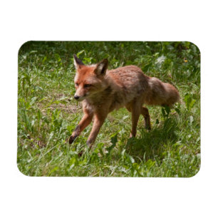 Magnet Flexible Renard courant