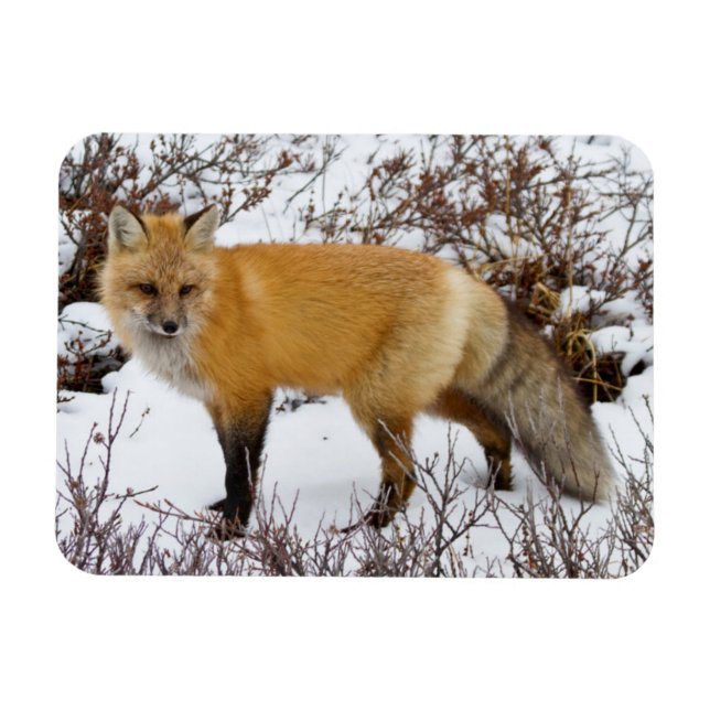 Magnet Flexible Renard rouge dans la neige en hiver (Horizontal)